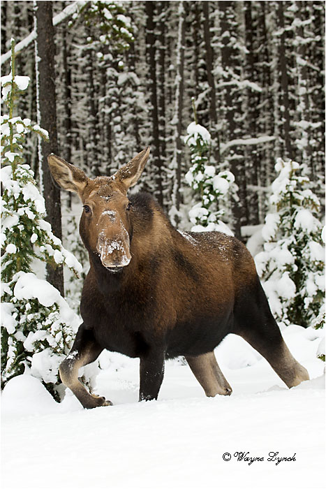 Cow Moose 120 by Dr. Wayne Lynch &copy;